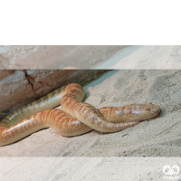 گونه مار بوآی شنی خوزستان Arabian Sand Boa